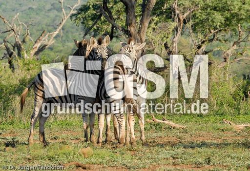 Zebra (15 von 28).jpg